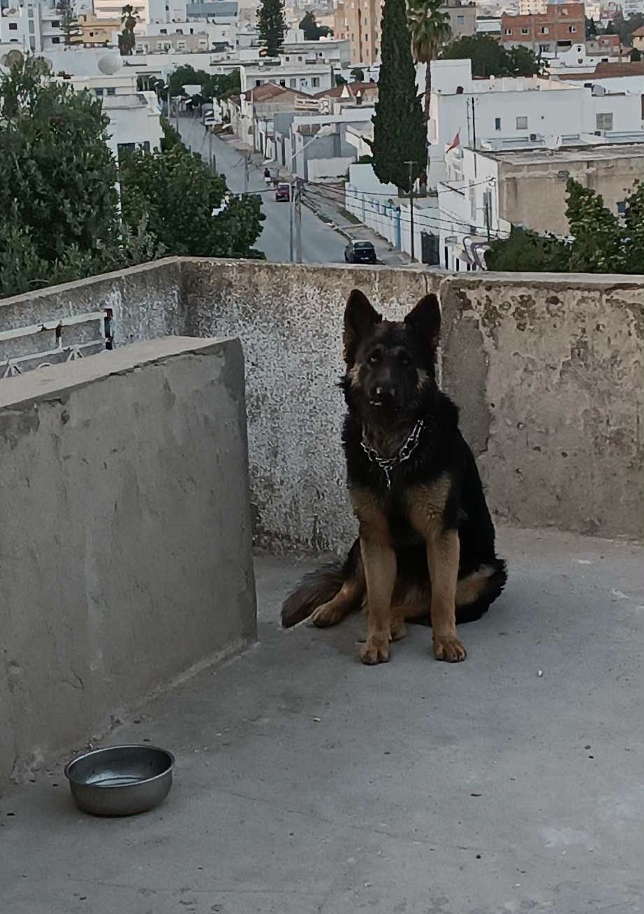 Accouplement avec chienne berger allemand 