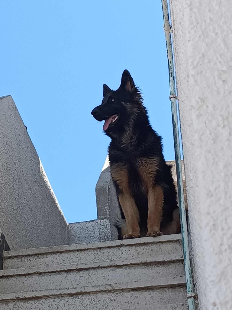 Accouplement avec chienne berger allemand 