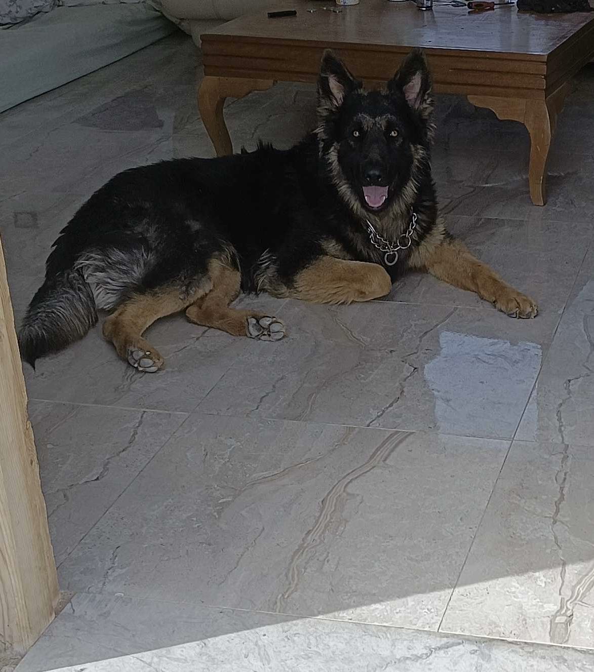 Accouplement avec chienne berger allemand 