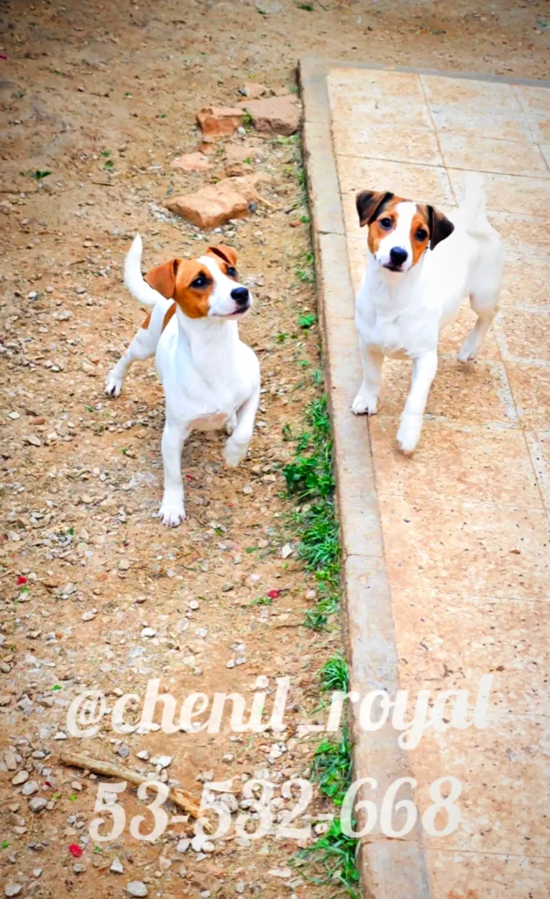 Chiots Jack Russel