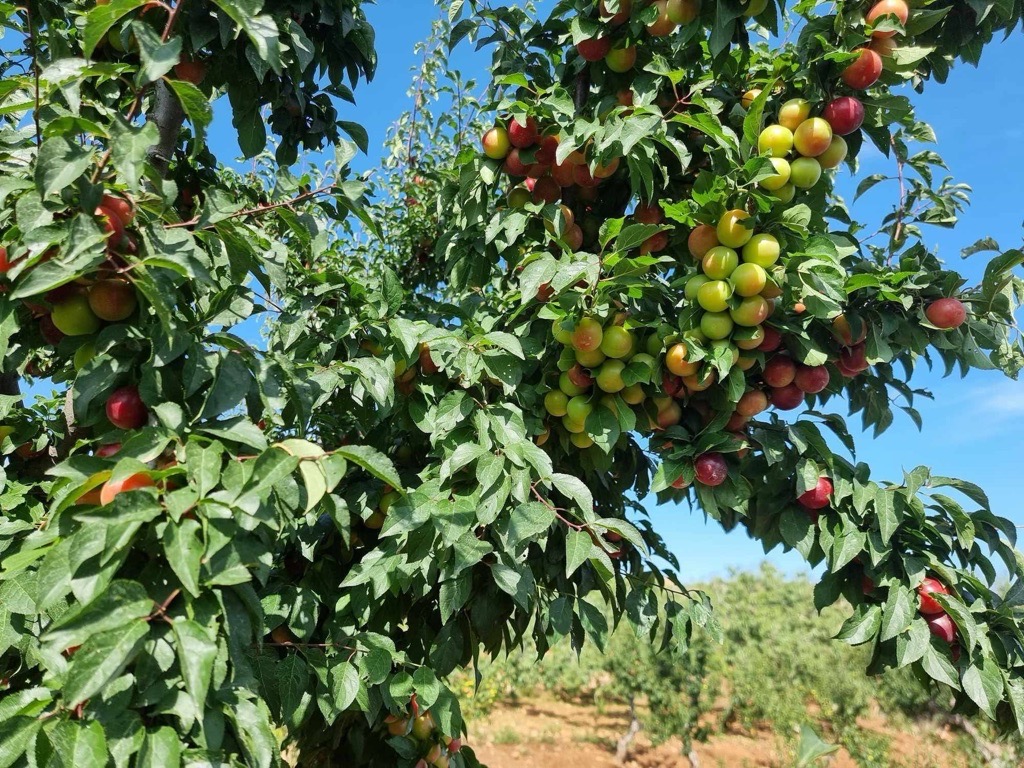 Terrain agricole à rafraf 