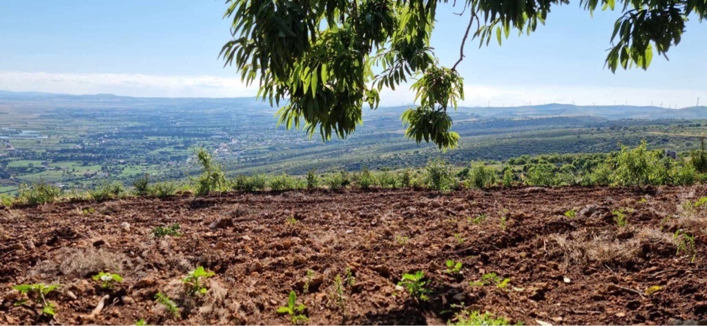 Terrain agricole à rafraf 