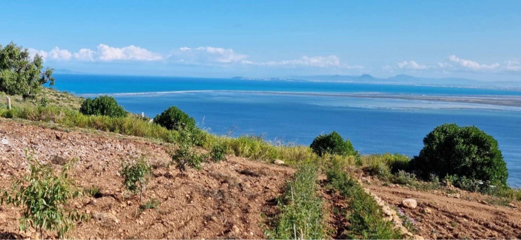 Terrain agricole à rafraf 