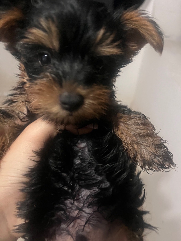 chien Yorkshire terrier