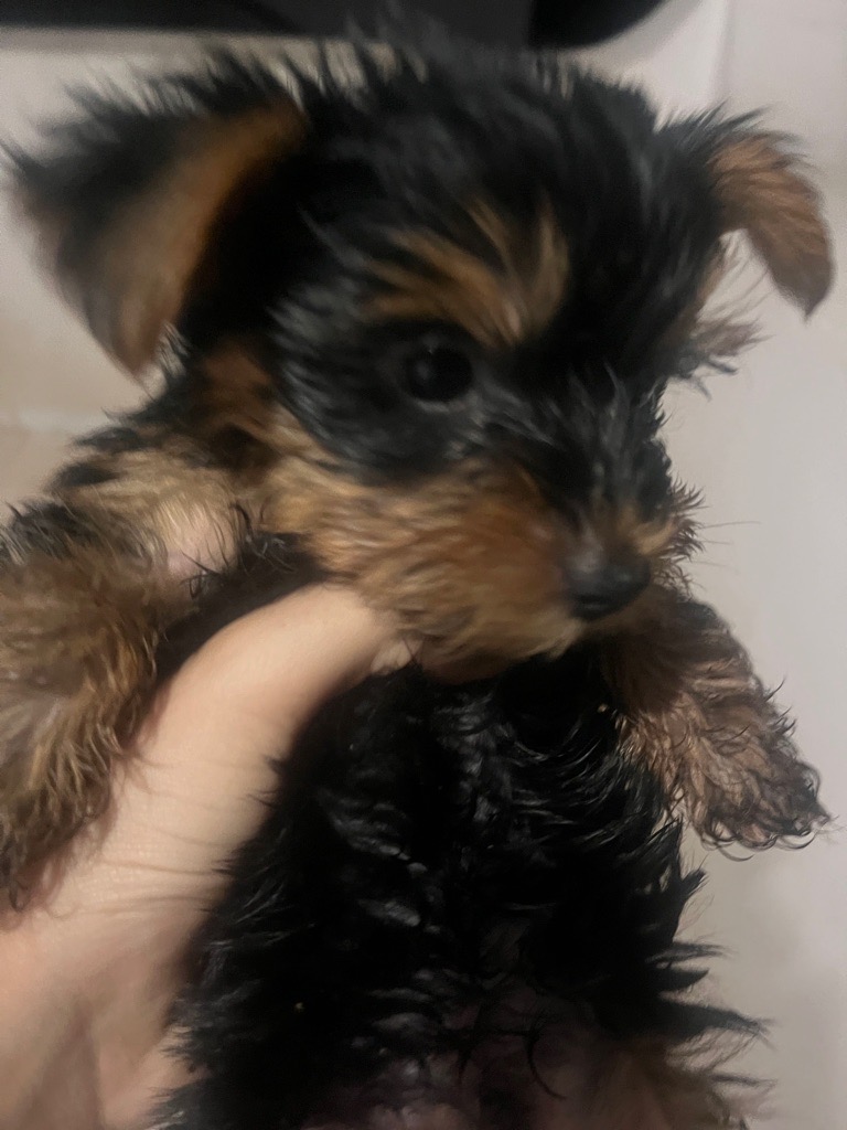 chien Yorkshire terrier