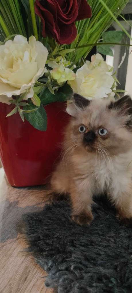 Chat persan 