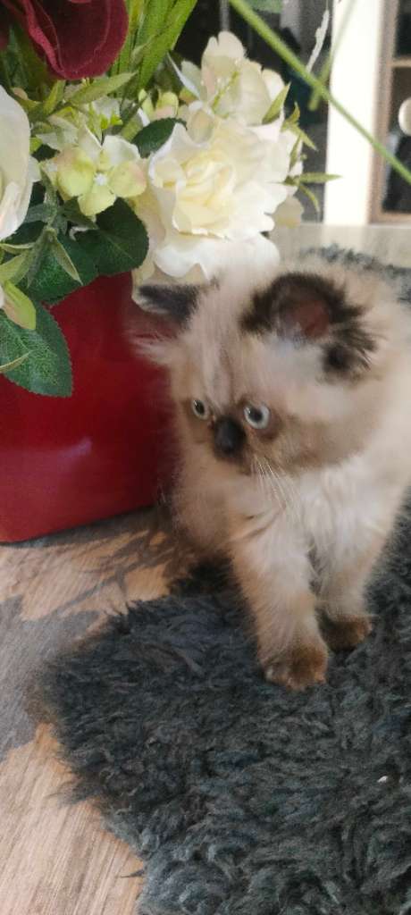Chat persan 