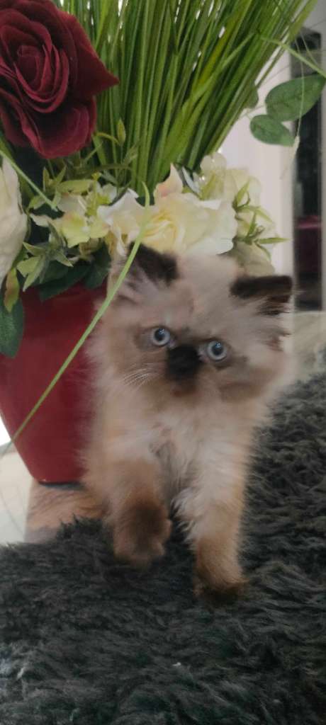 Chat persan 