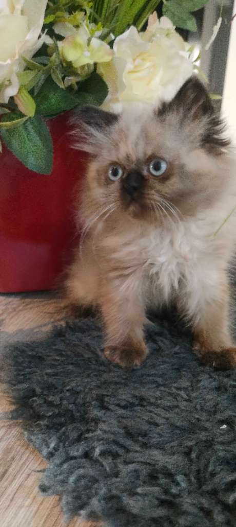Chat persan 