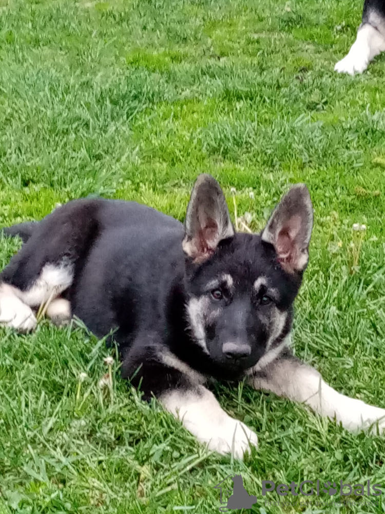Chiot berger silver