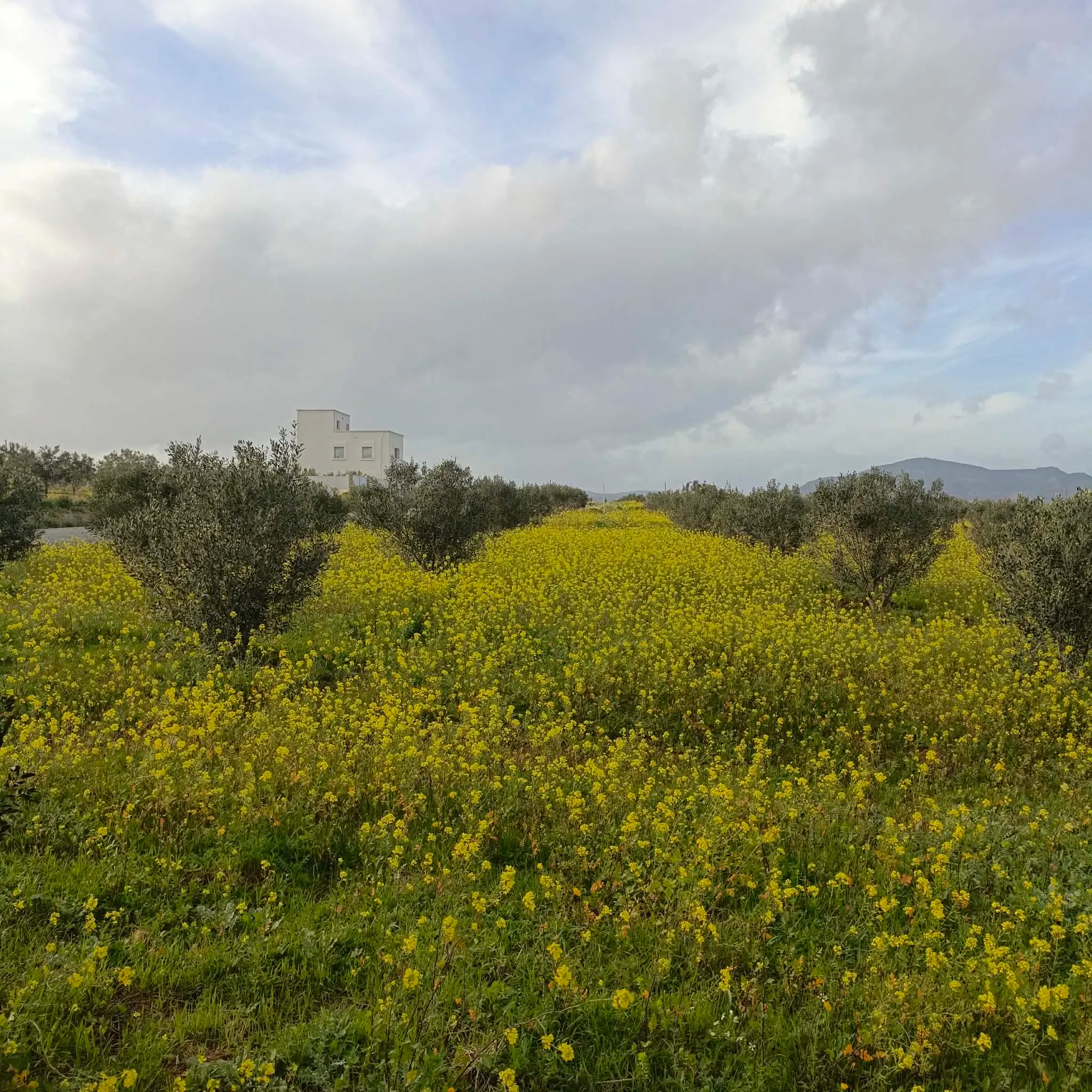 AV terrain de 1000m à hamammet sud 99958728