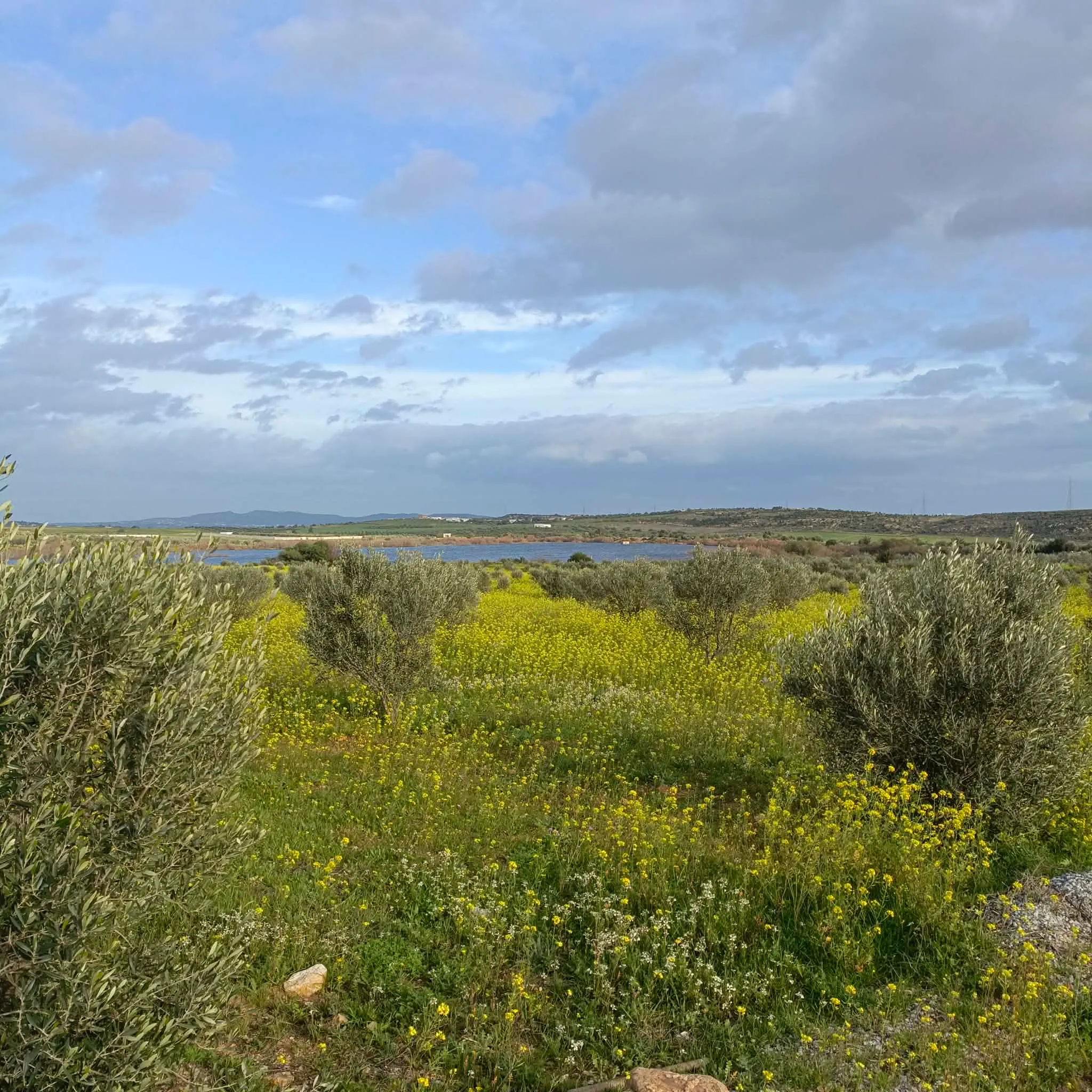 AV terrain de 1000m à hamammet sud 99958728