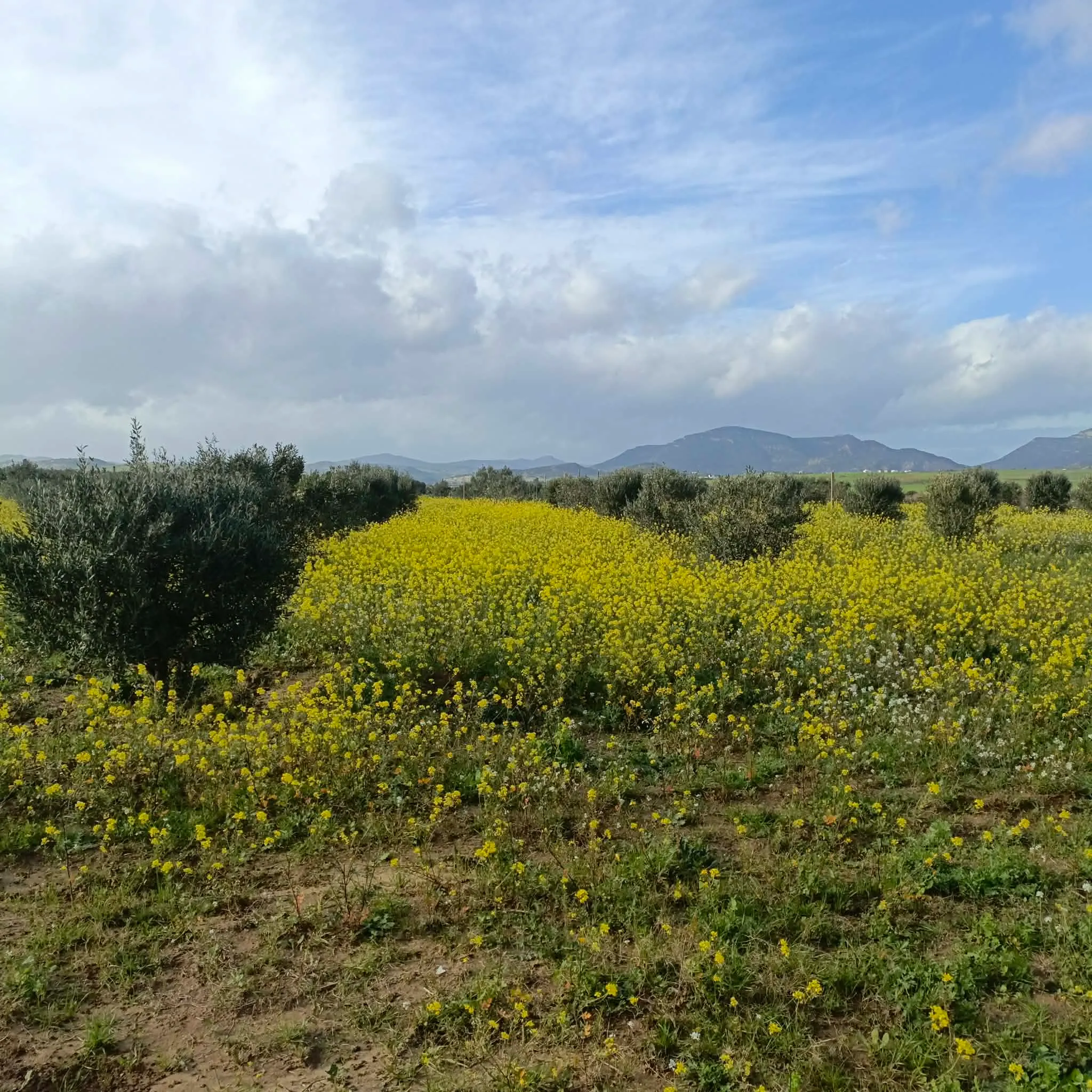 AV terrain de 1000m à hamammet sud 99958728