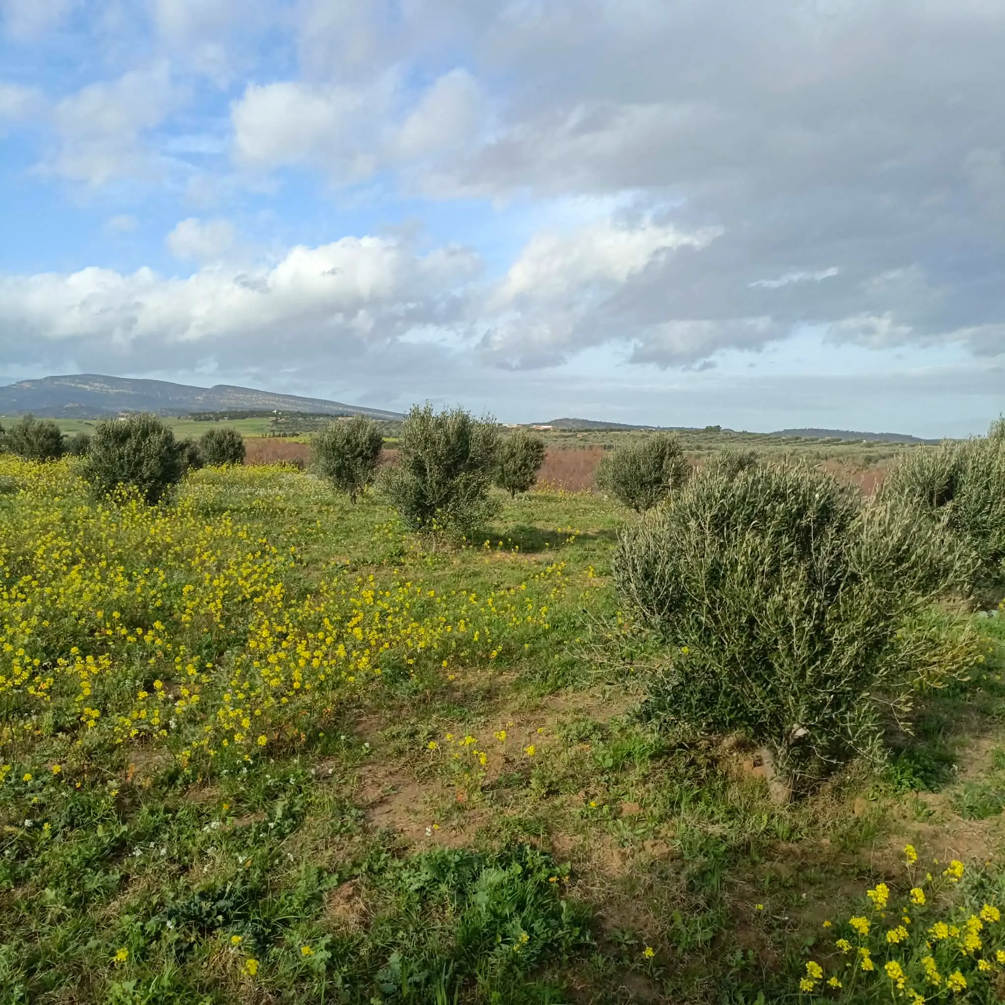 AV terrain de 1000m à hamammet sud 99958728