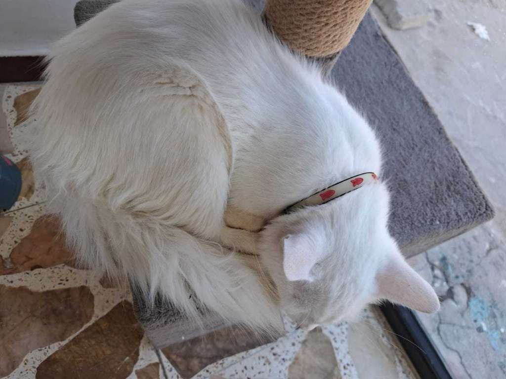 Angoura turc