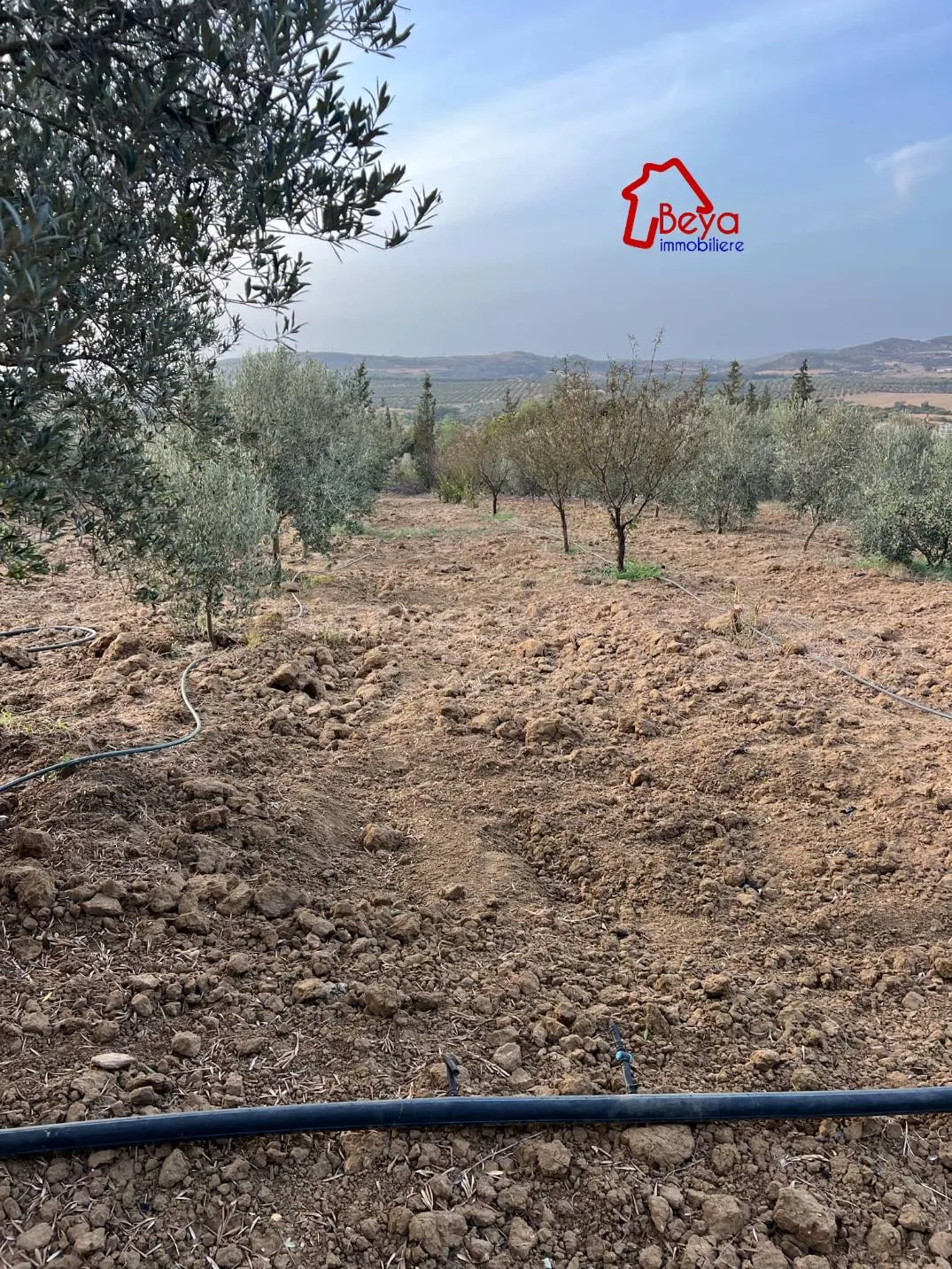 terrain NOURA VTN074..