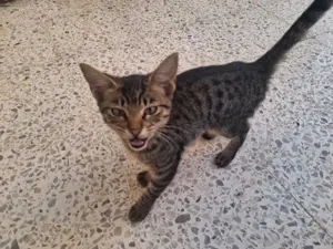 Animaux garcon