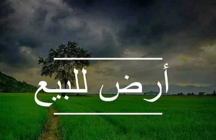 ياسمين الحمامات