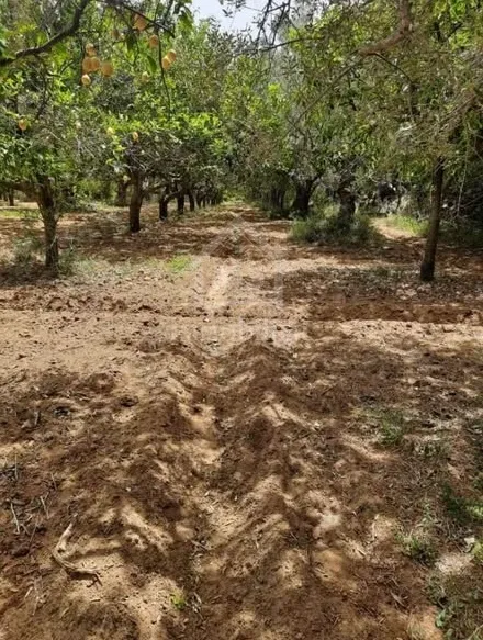 Terrain de 950 m² à vendre à Hammamet zone théâtre 51355351