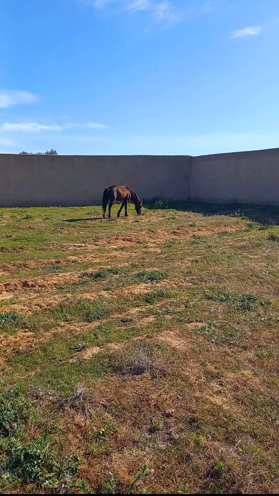 Forfait PRIX EXTRÊMEMENT NÉGOCIABLE TERRAIN entièrement clôturé à HAMMAMET 8200m²