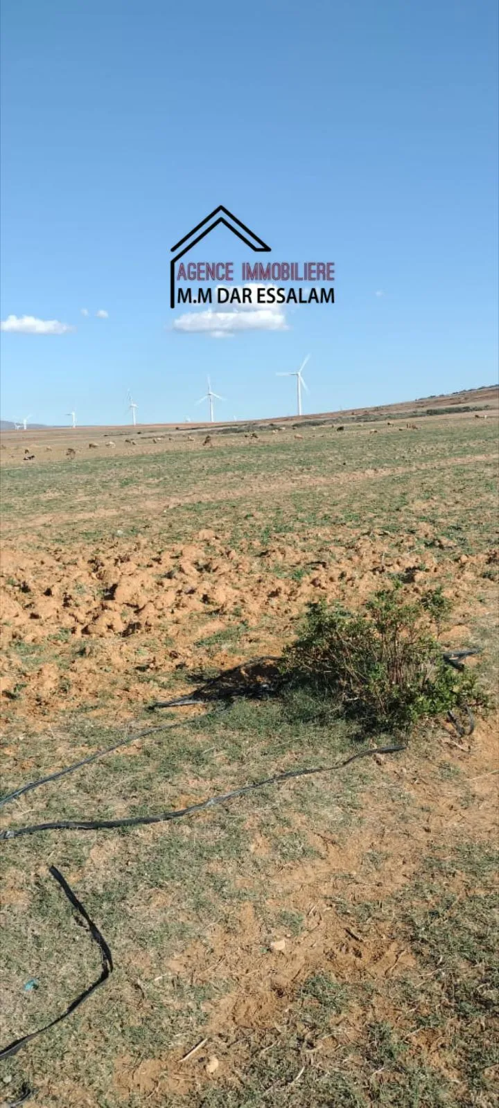 terrain agricole près de la mer