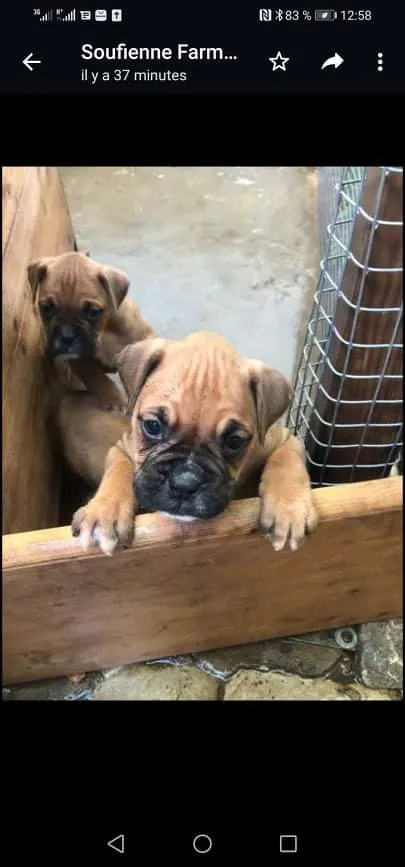 Chien boxer 