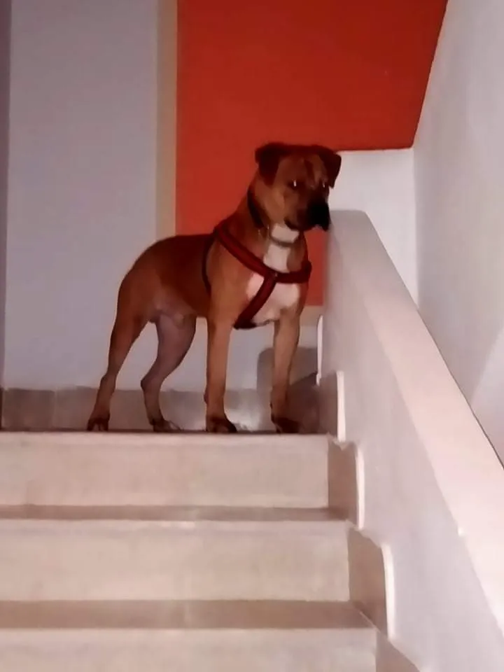 Chien boxer 