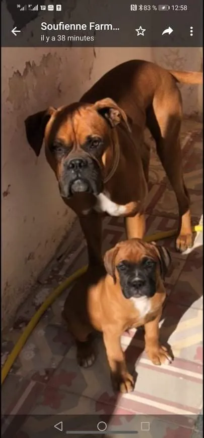 Chien boxer 