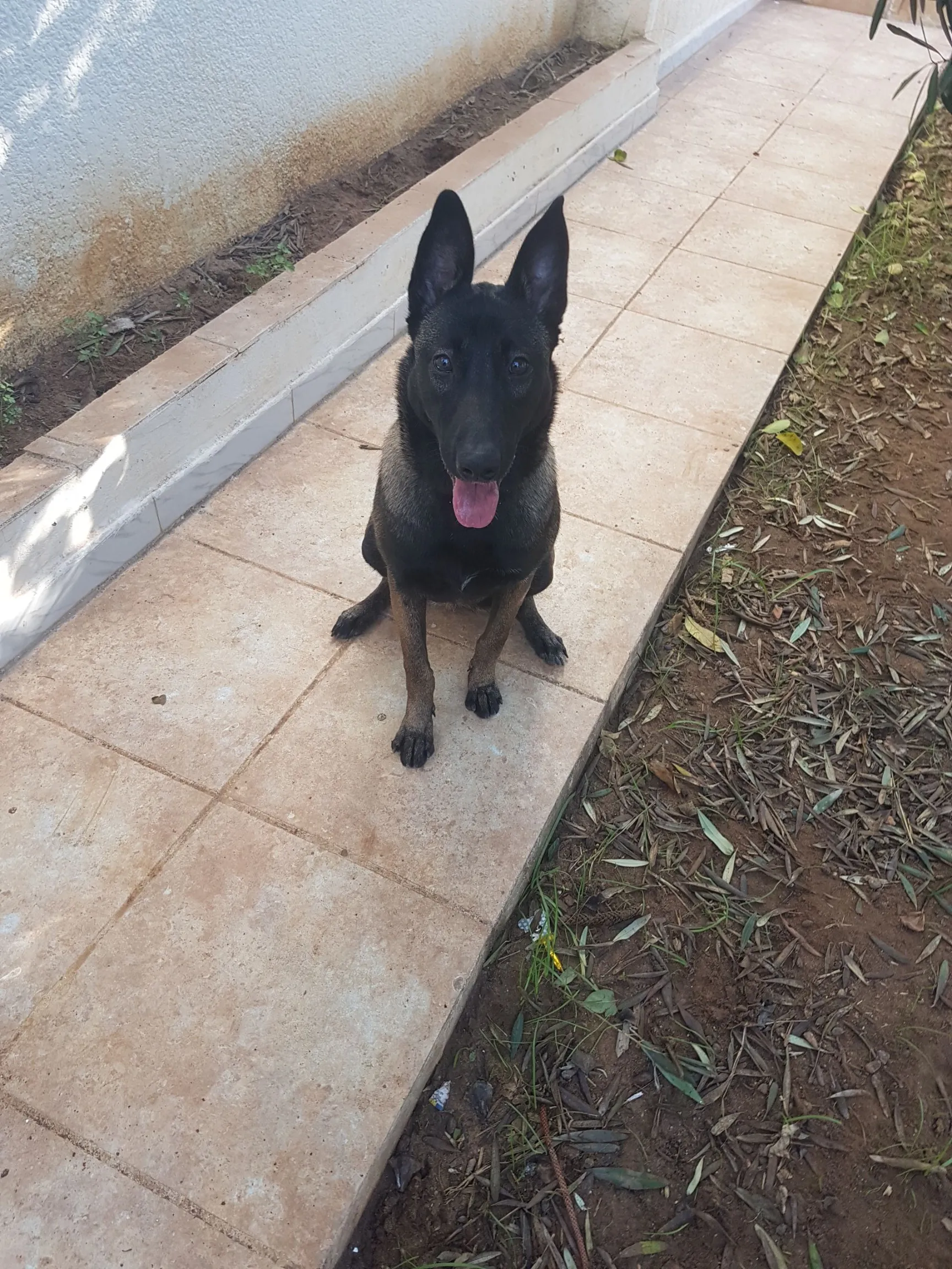 Donne chiot berger malinois 6 mois ( chien pure race)
