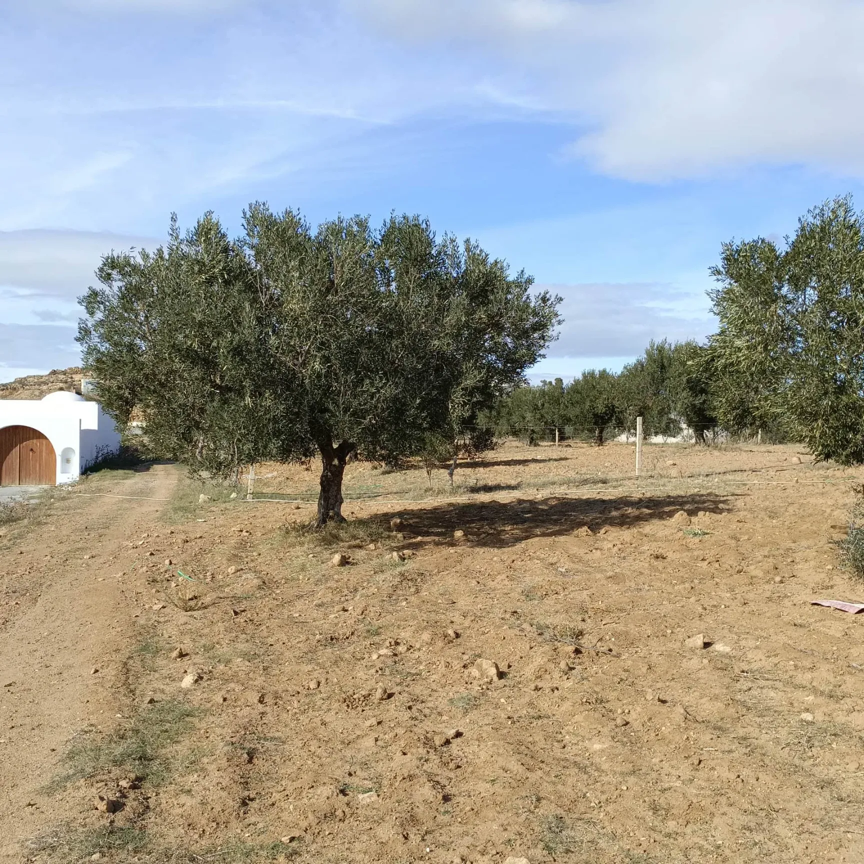 AV beau terrain de 1000m à Monchar hammamet sud 99958728