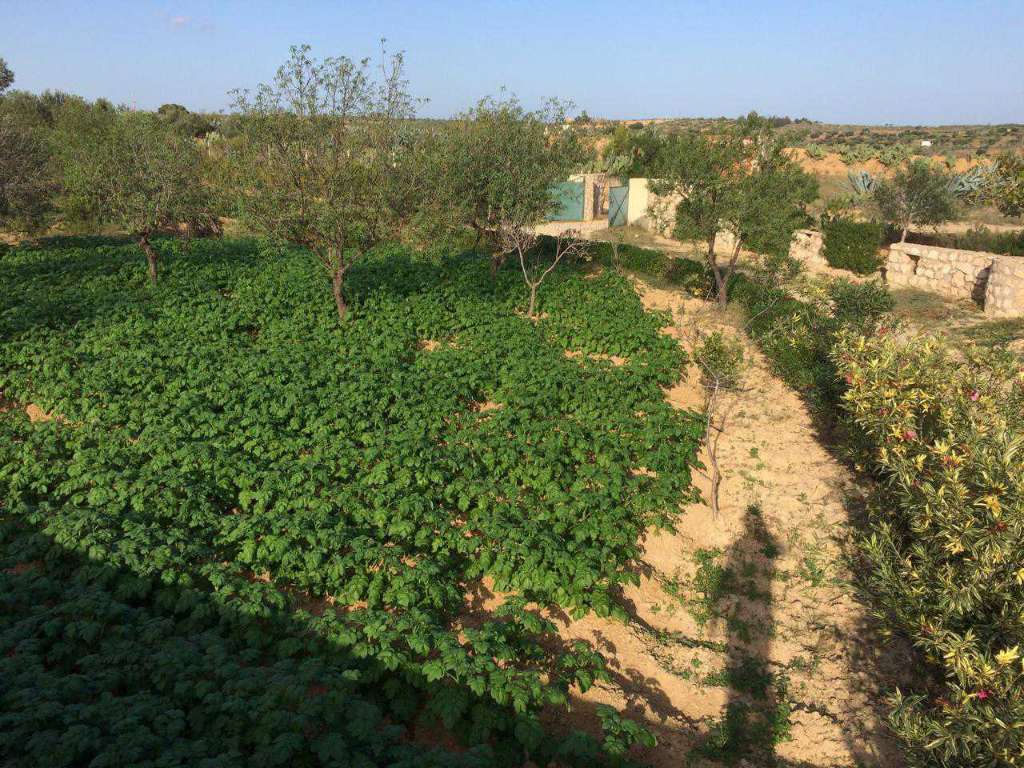 A vendre terrain agricole superficie 1 hectare 7000 situé a  kalla kbira 