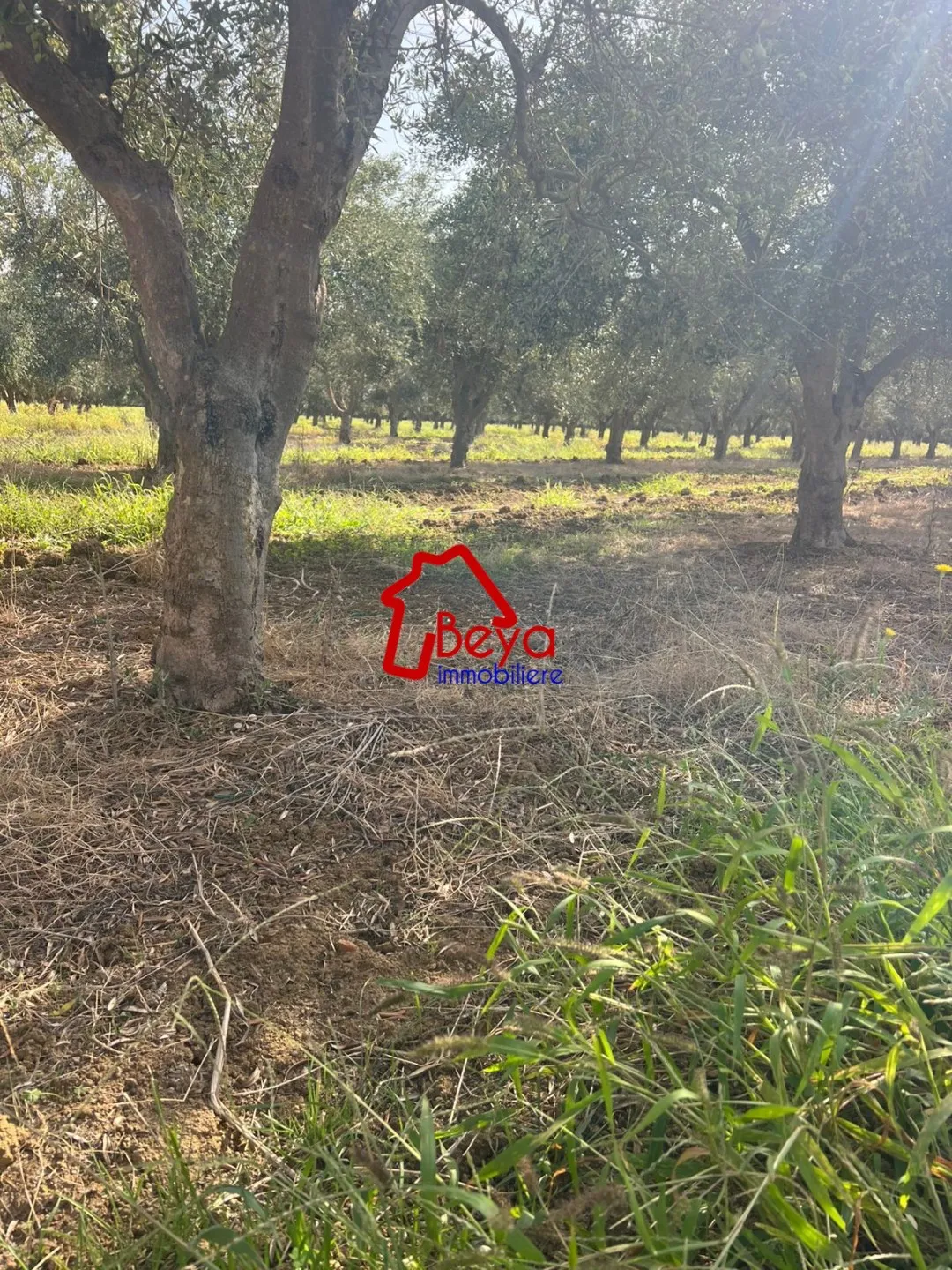 terrain MENNENA VTM086)