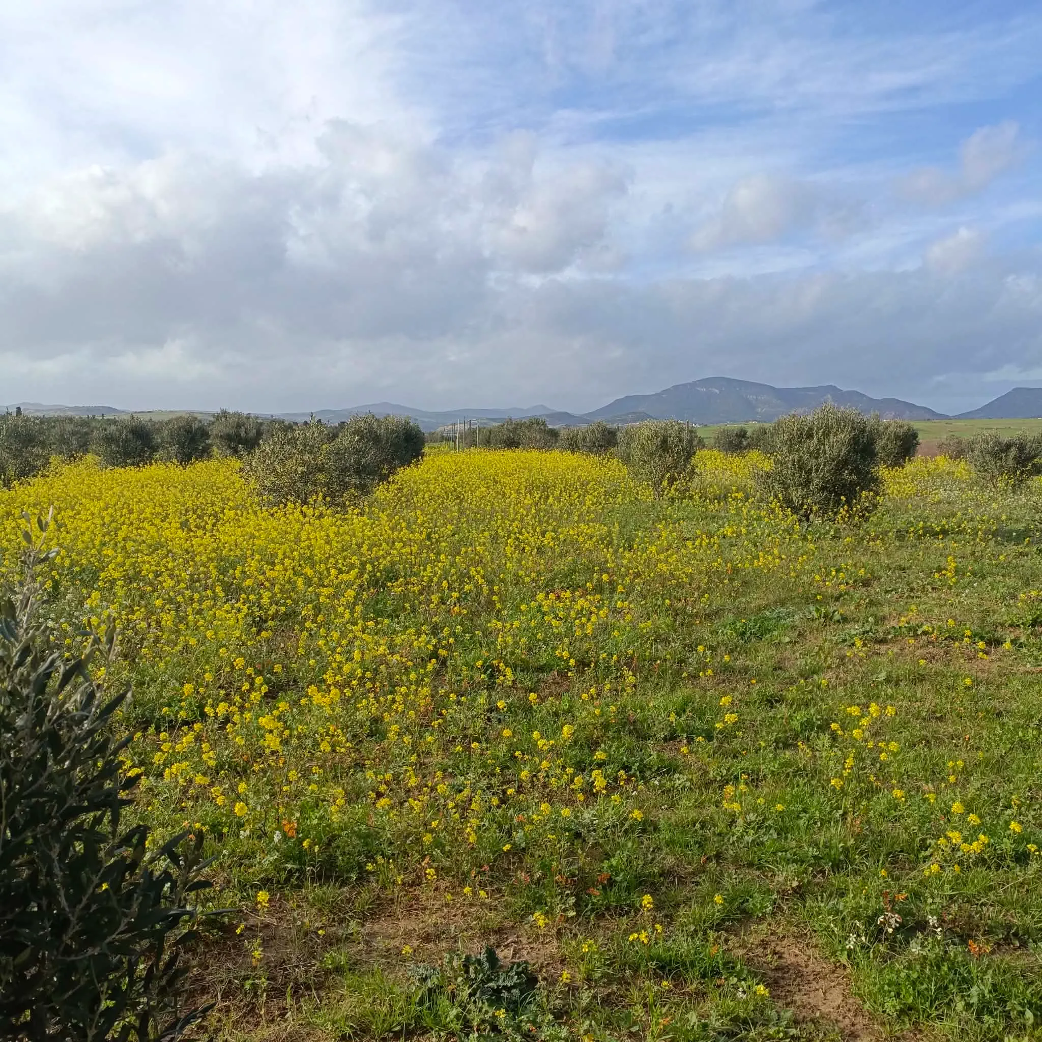 AV beau terrain de 1000m à Monchar hammamet 