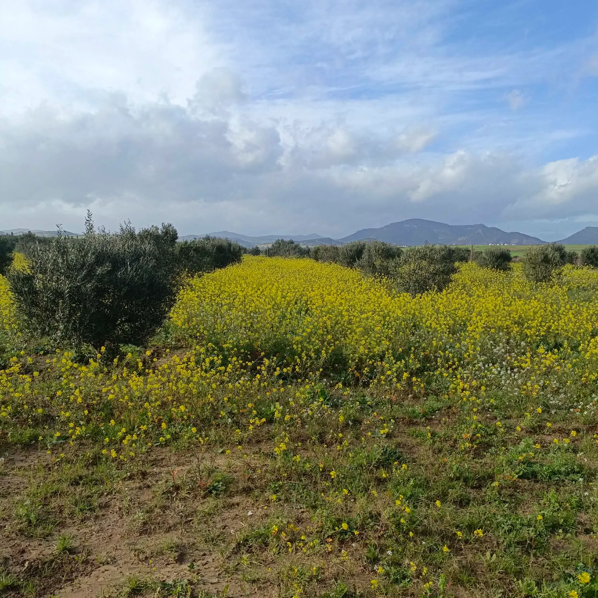 AV beau terrain de 1000m à Monchar hammamet 