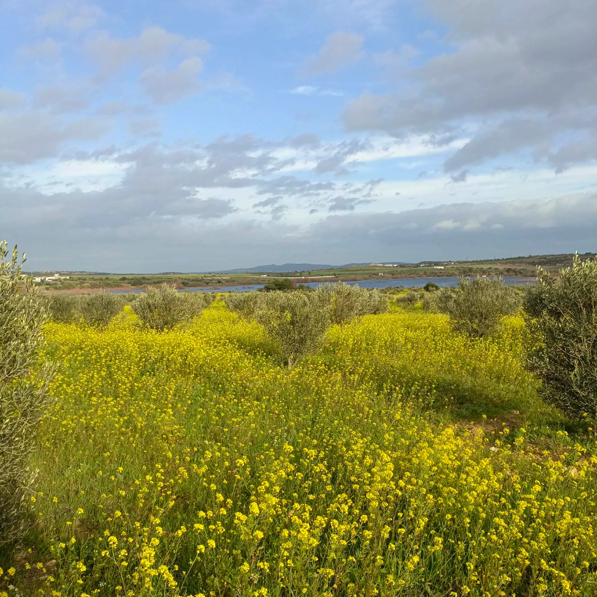 AV beau terrain de 1000m à Monchar hammamet 