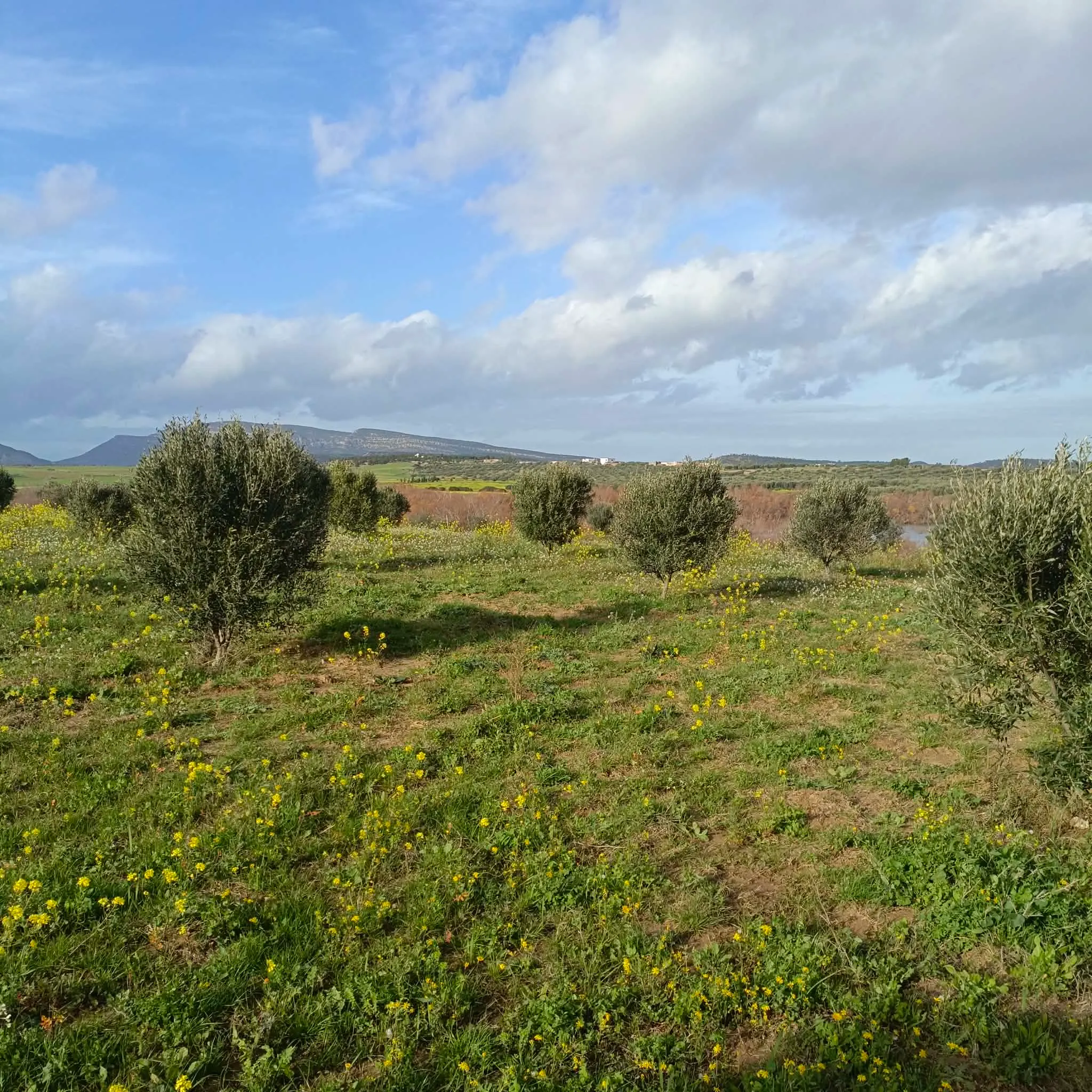 AV beau terrain de 1000m à Monchar hammamet 