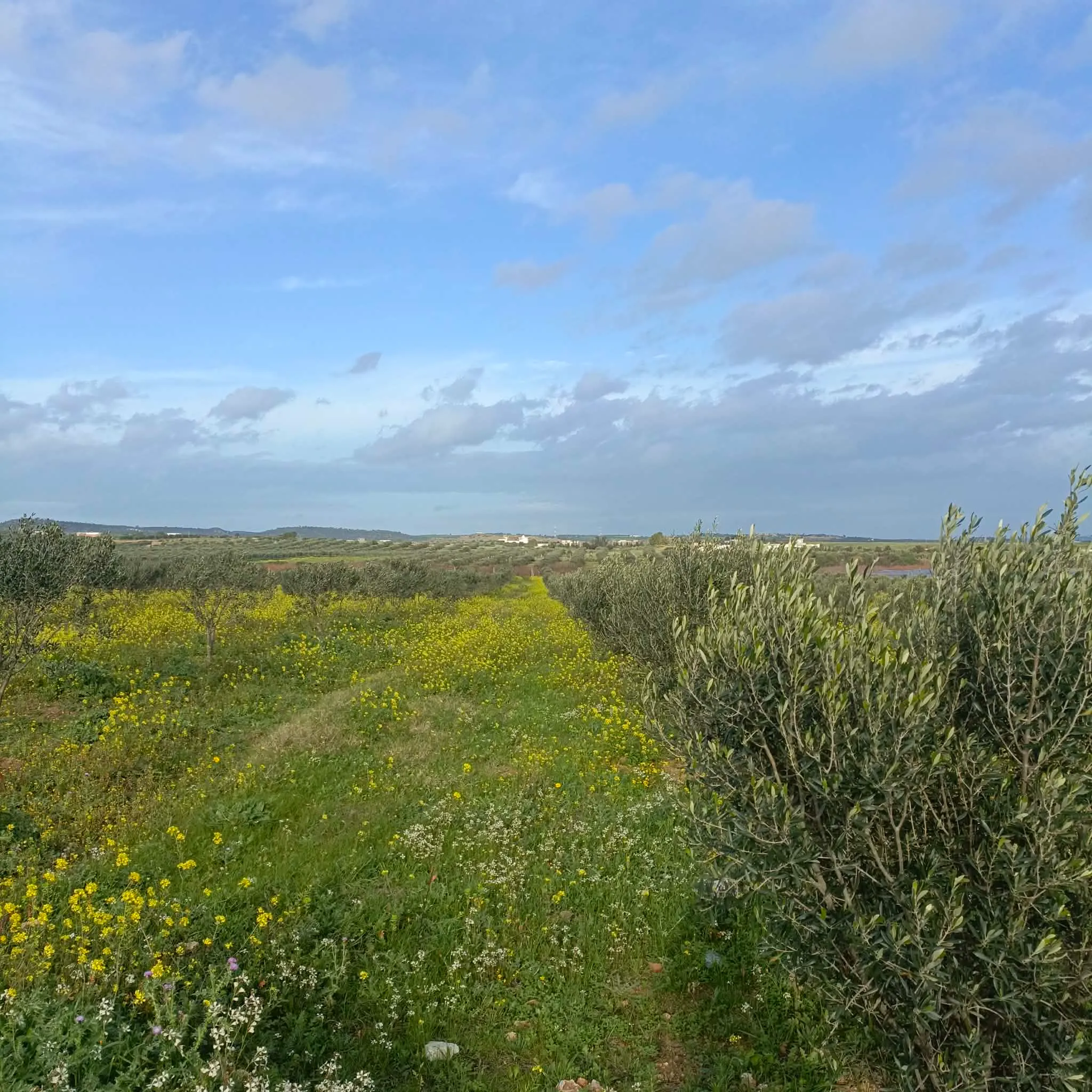 AV beau terrain de 1000m à Monchar hammamet 