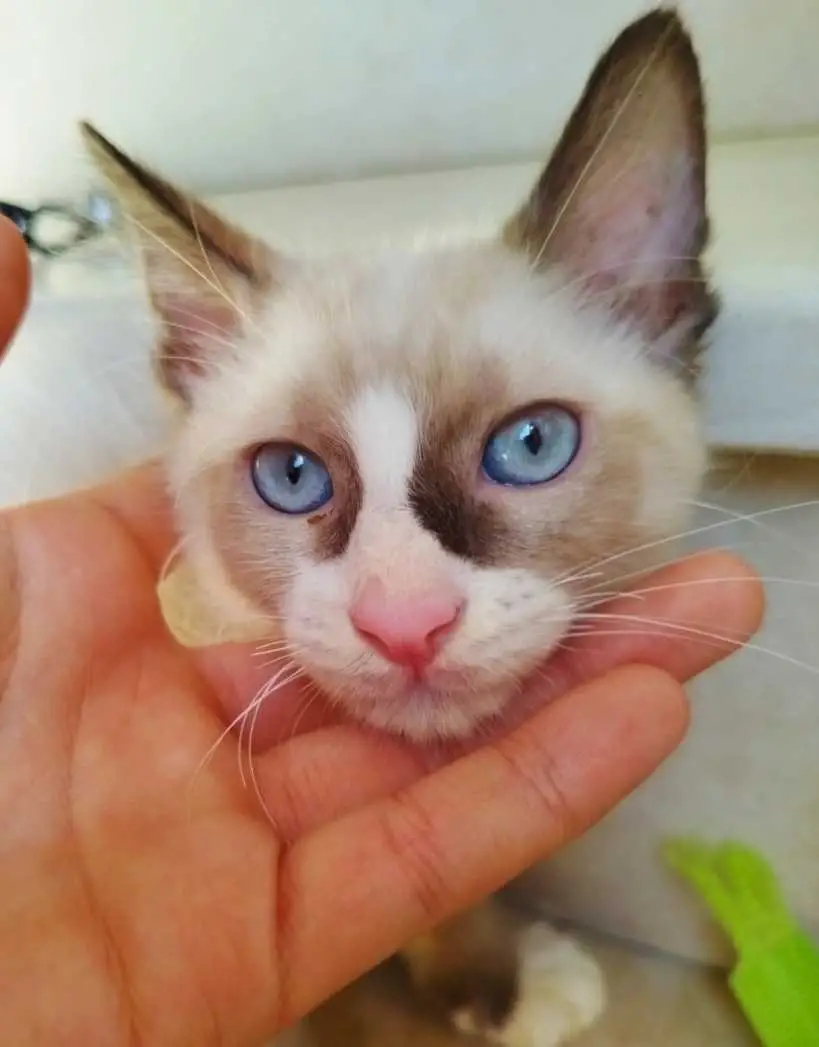 Chat Ragdoll 