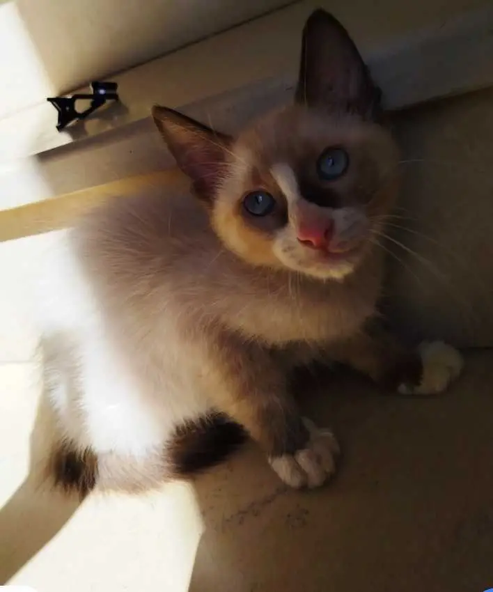 Chat Ragdoll 