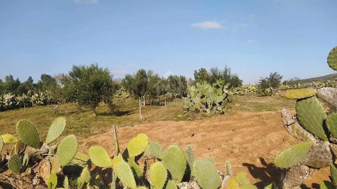 Terrain de 1932 m² à Birbouragba à vendre 51355351