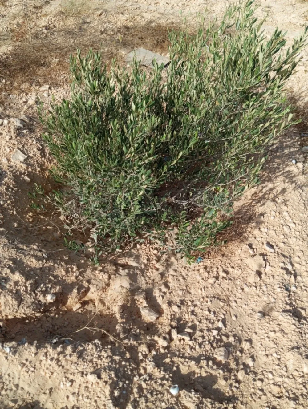 قطعة ارض مثمرة