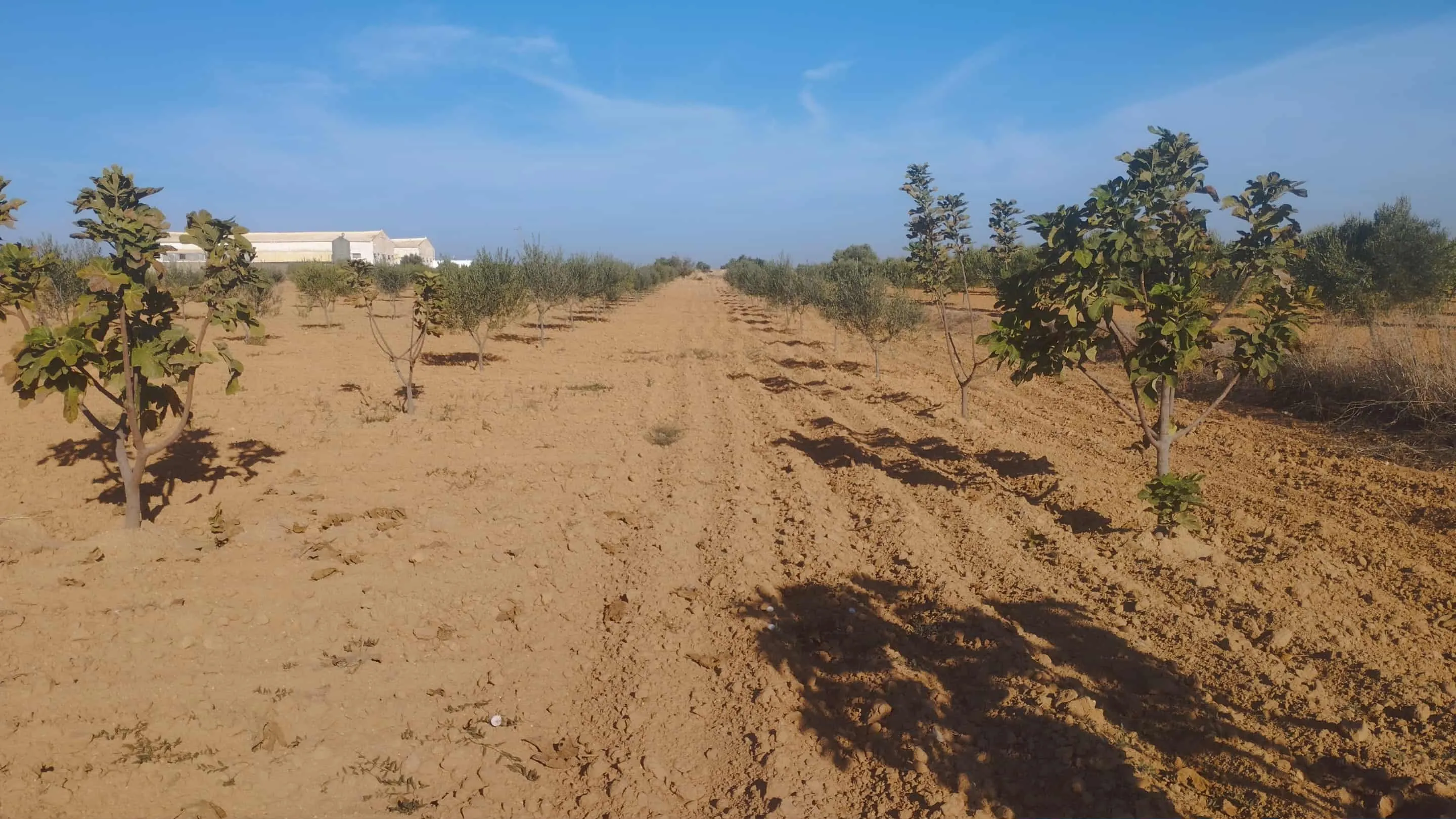 قطعة ارض مثمرة a ne pas rater