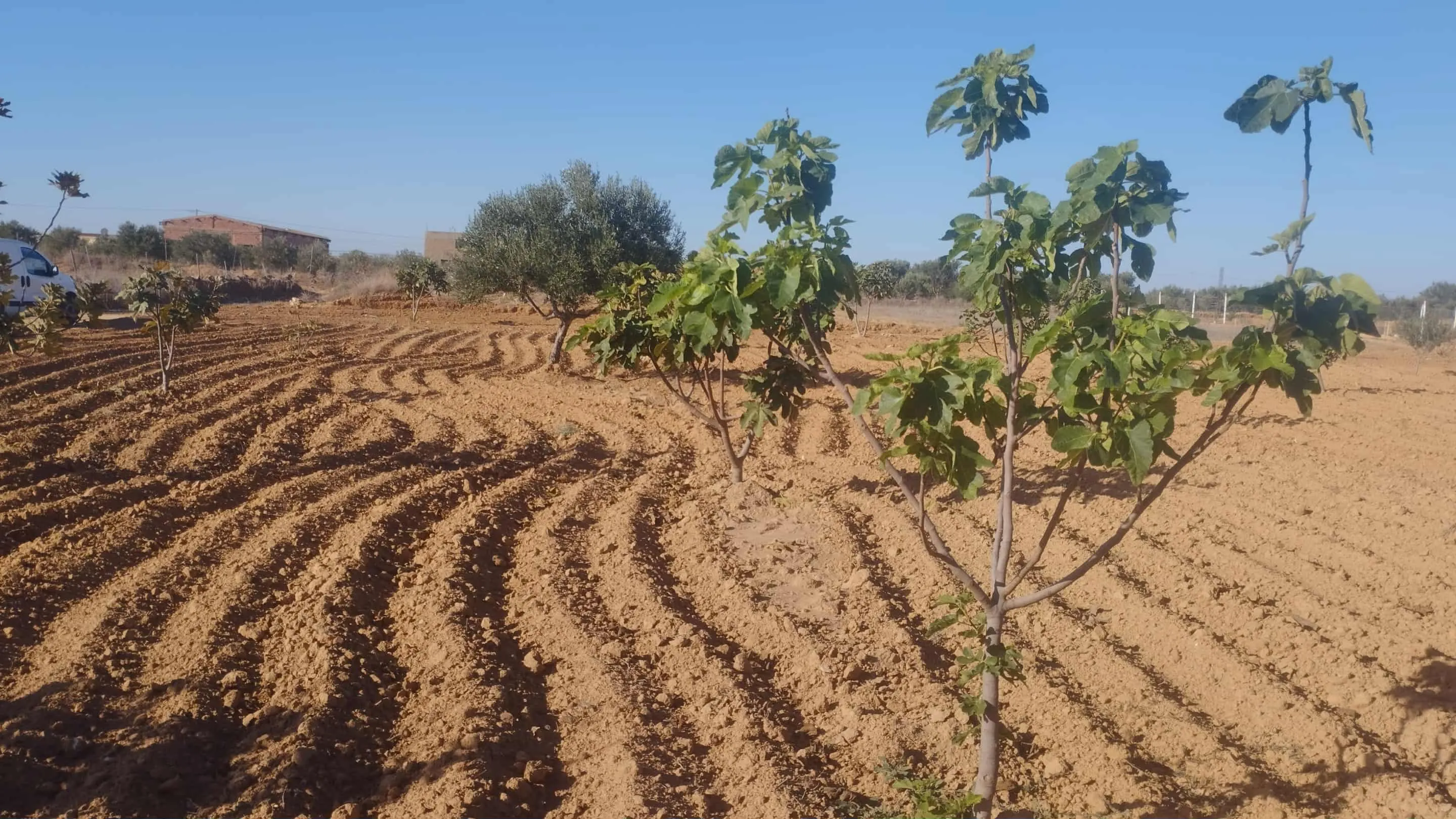 قطعة ارض مثمرة a ne pas rater