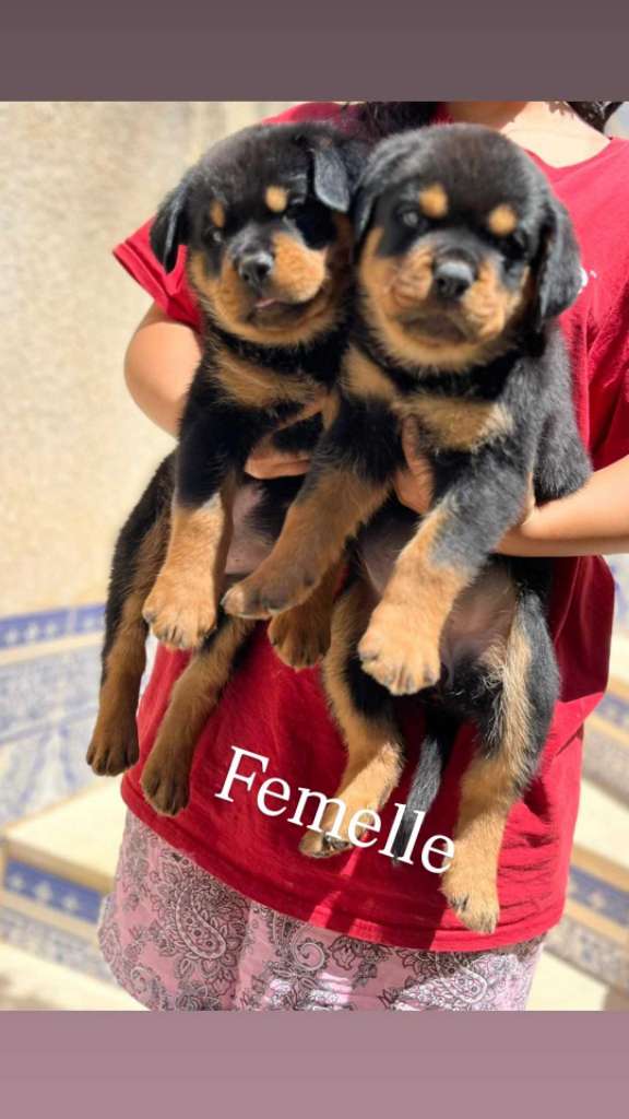 Chien rottweiler