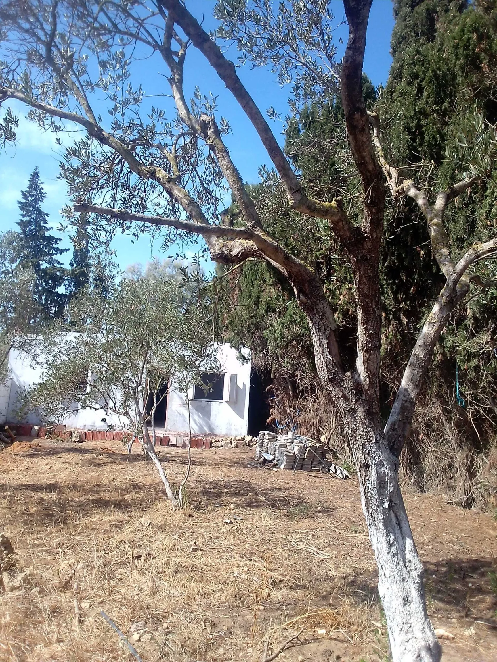 Terrain + maison route plage mami rasjbal