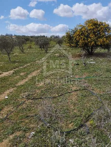 Un lot de terrain de 500 m² à vendre à 55 MD à Hammamet Sud 51355351