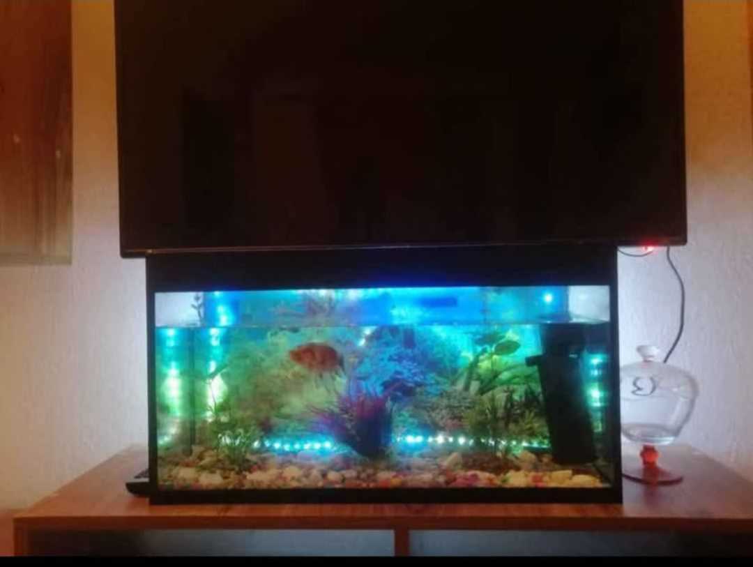 Aquarium 