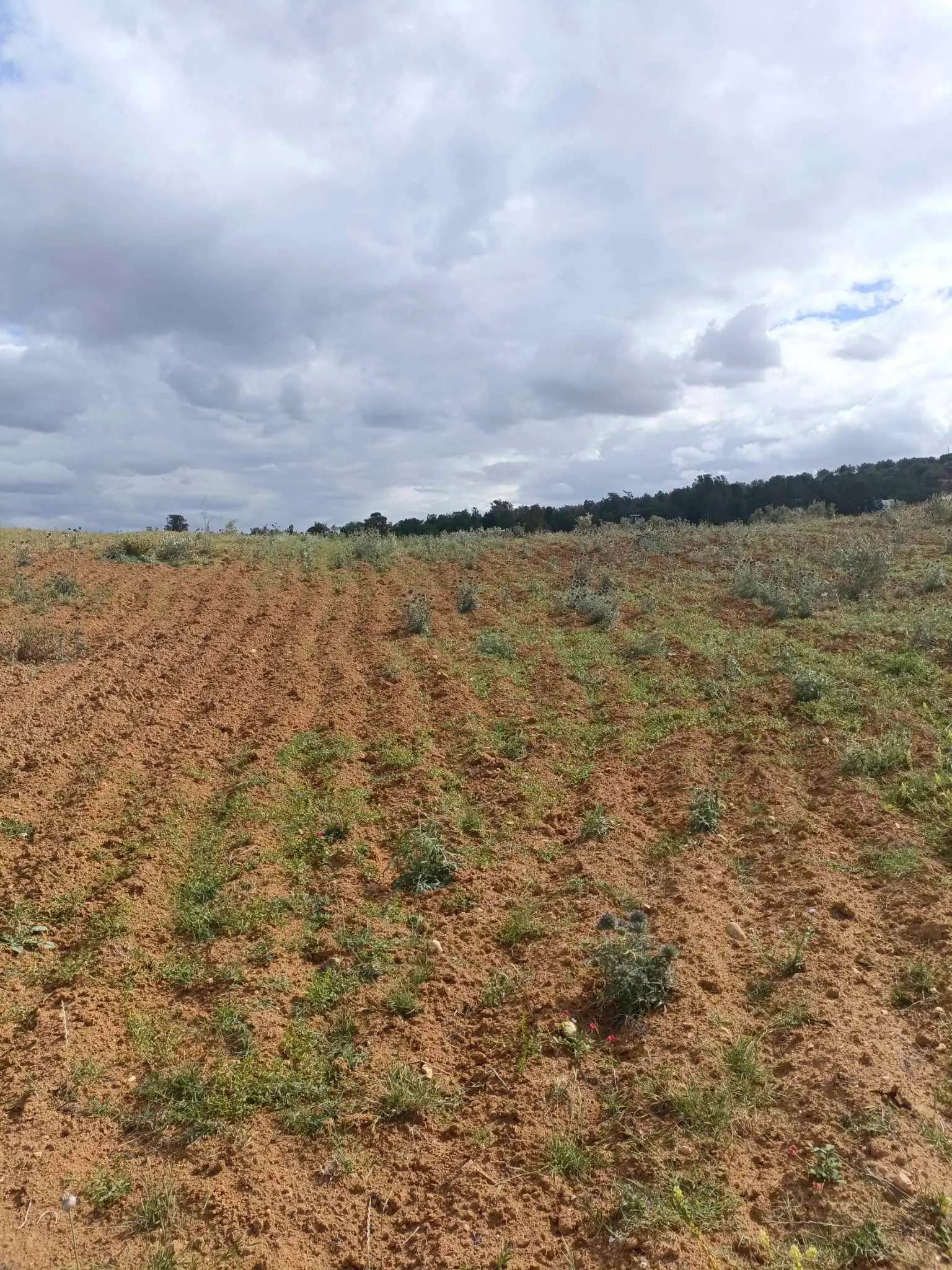 AV terrain 4100m route zriba zaghouan 99958728