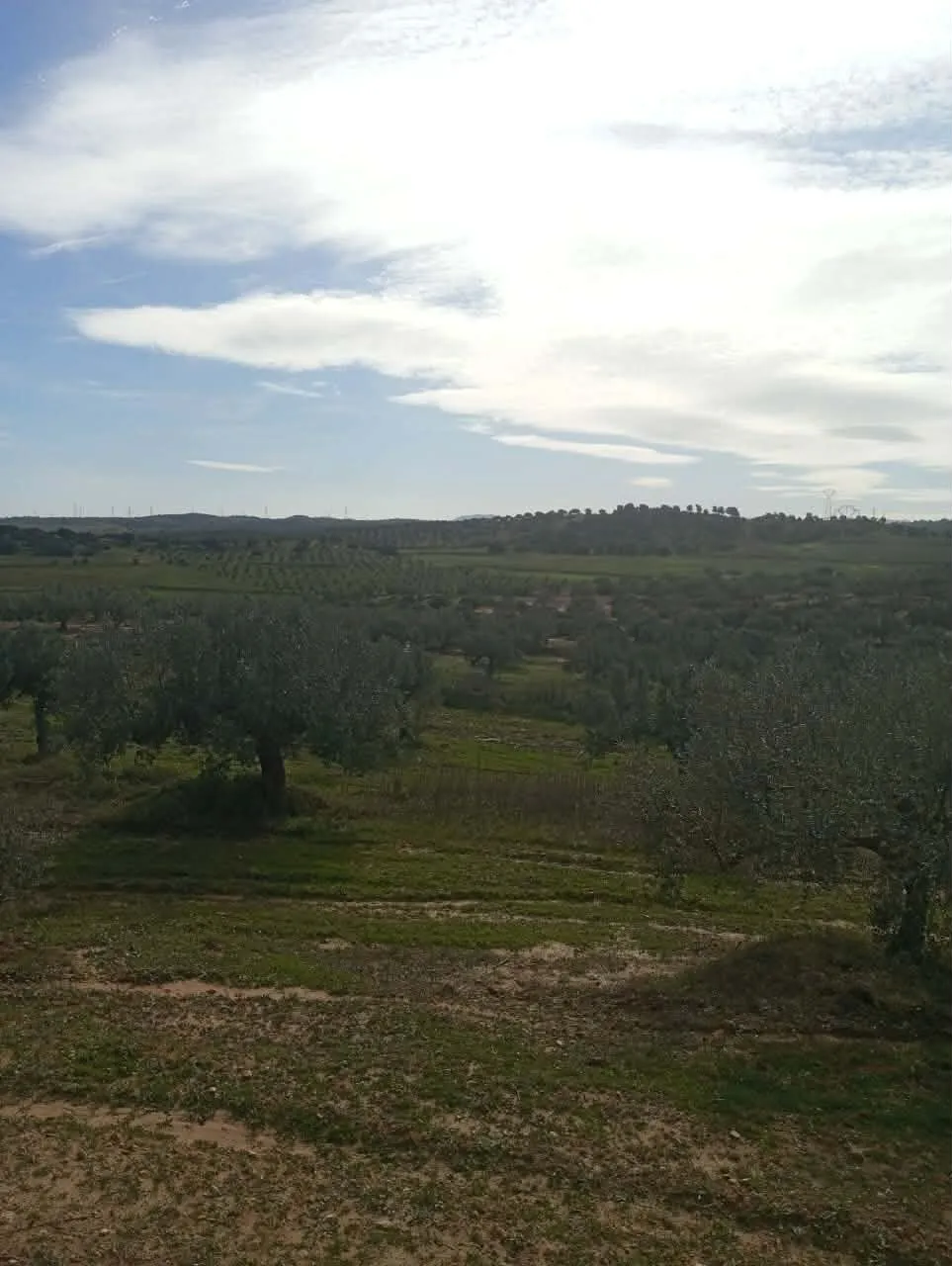 AV terrain de 9000m+120oliviers à zaghouan 99958728