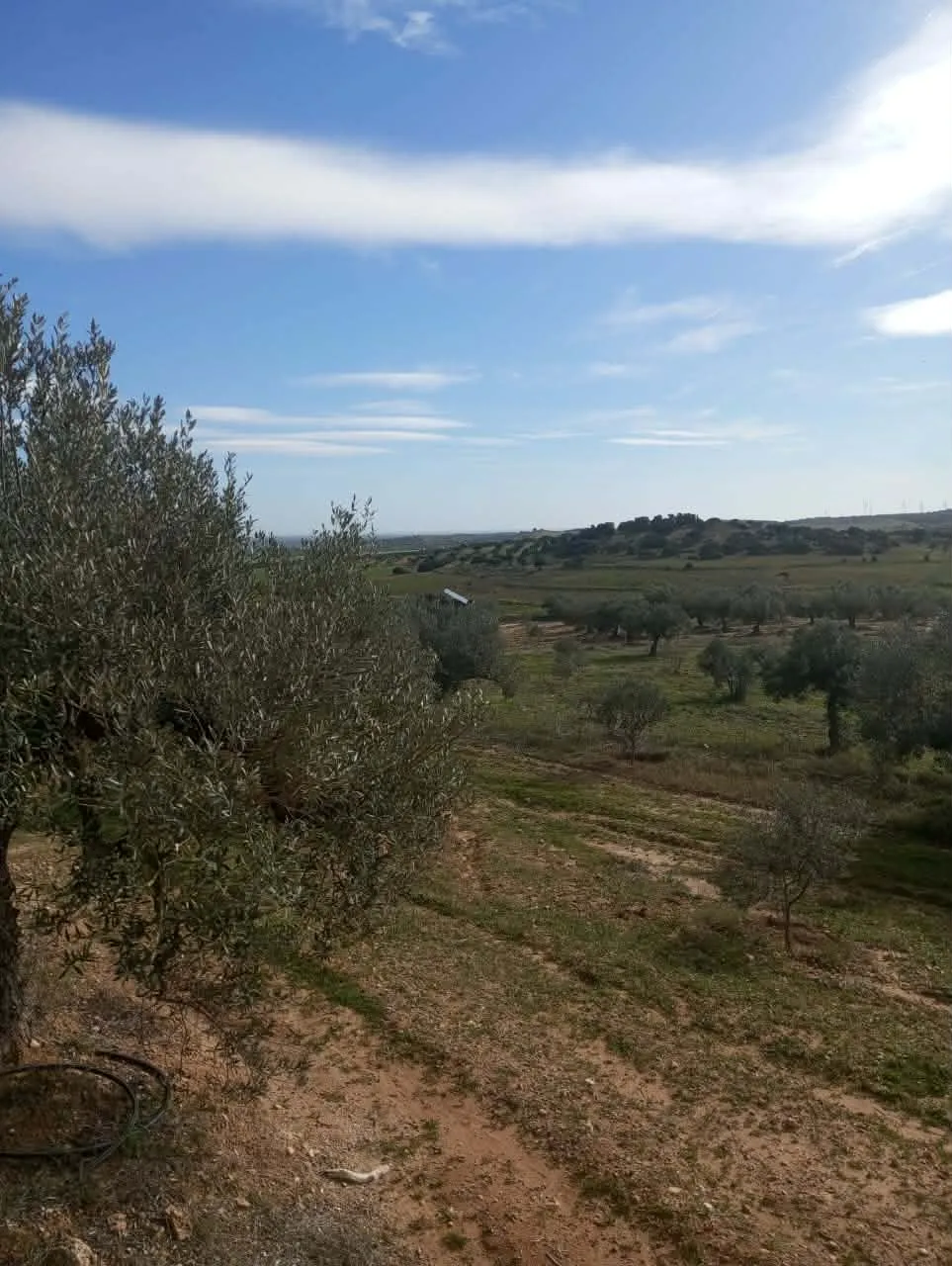 AV terrain de 9000m+120oliviers à zaghouan 99958728